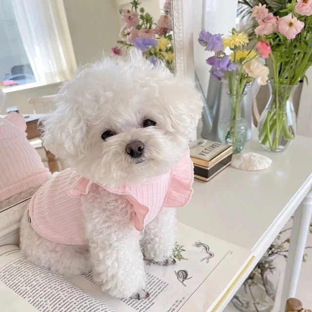 Cute Bow Dog Vest Teddy Puppy Pullover Summer Pet Clothes Breathable Two-legged Clothes Solid Color Cat Dog Clothes Pet Products - Image 2