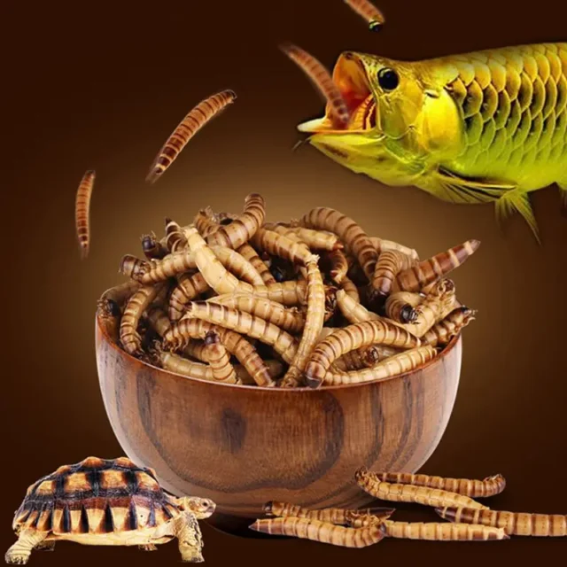 SUNSUN 140g Natural Dried Mealworm Food Meal For Feeding Pet Reptile Chickens Wild Garden Bird Aquarium Worm - Image 5